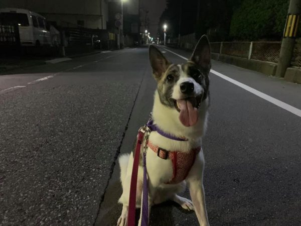 暗い中 お散歩へ 埼玉県川越市 犬のしつけ Dog In Total