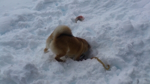 柴犬 雪遊び 穴掘り