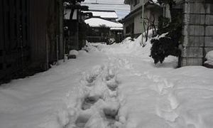 大雪の散歩