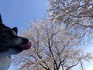 桜まつり お祭り 愛犬同伴