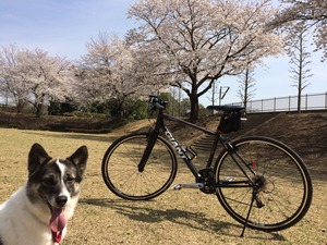 自転車 追いかける犬
