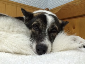 犬のベッド 犬と寝る
