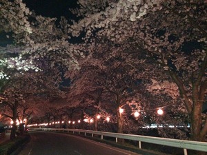 夜桜 犬連れ 夜散歩