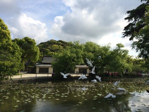 鶴岡八幡宮 白い鳩