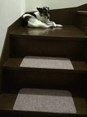 階段滑り止め 愛犬 老犬