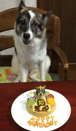 犬の誕生日 お祝い