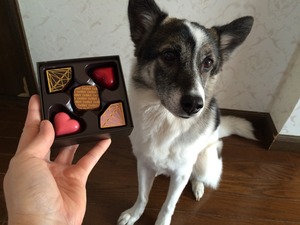チョコレート バレンタイン 愛犬と