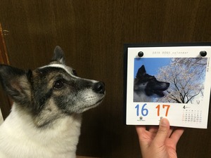 日めくりカレンダー 犬 高見沢