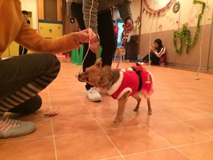 犬のクリスマス会 