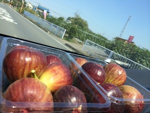 川島 桶川 上尾 犬しつけ