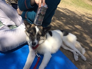 お花見 ビール 犬と一緒