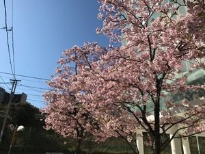 桜 早咲き