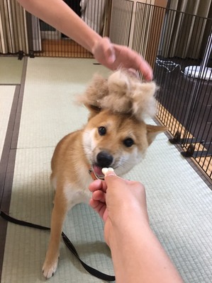 柴犬 ヤンチャ犬 しつけ