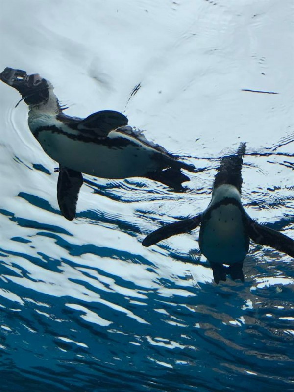 まずは水族館サムネイル