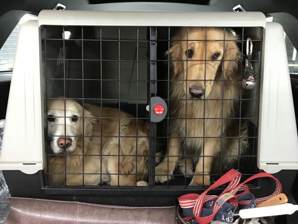 犬雑誌撮影でしたサムネイル