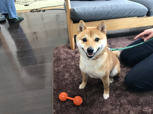 今日も犬雑誌の撮影でした！サムネイル