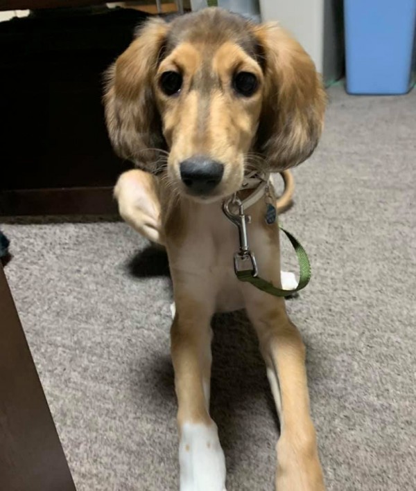 サルーキー 子犬の屋内レッスンサムネイル