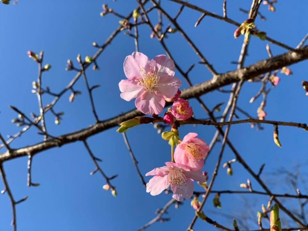 今年もぶっとい恵方巻頂きましたサムネイル