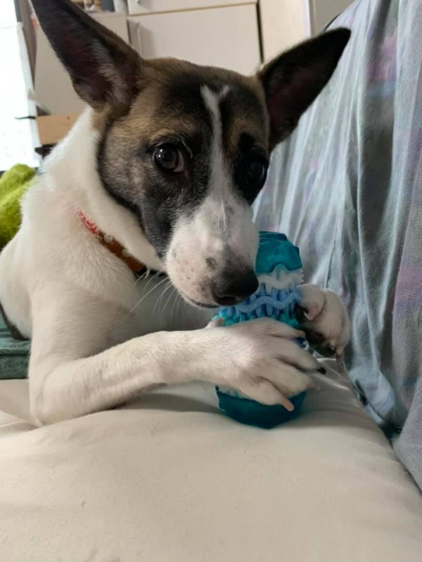 愛犬の遊び方をチェックしよう！サムネイル