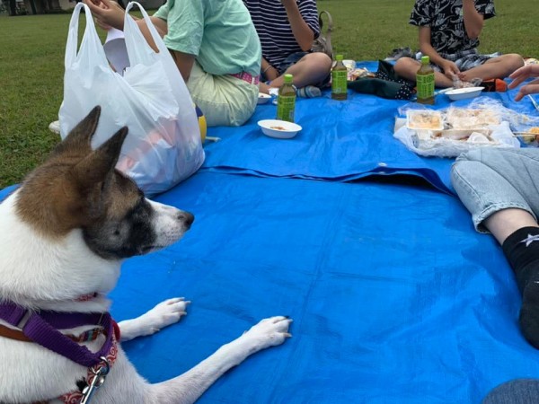 愛犬と一緒にピクニック！サムネイル