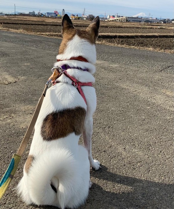 寒くて強風の日のお散歩は・・・サムネイル