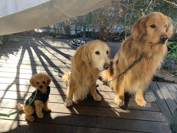 多頭飼いの看板犬サムネイル