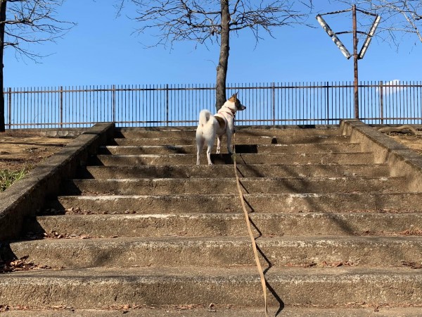 犬の匂いサムネイル