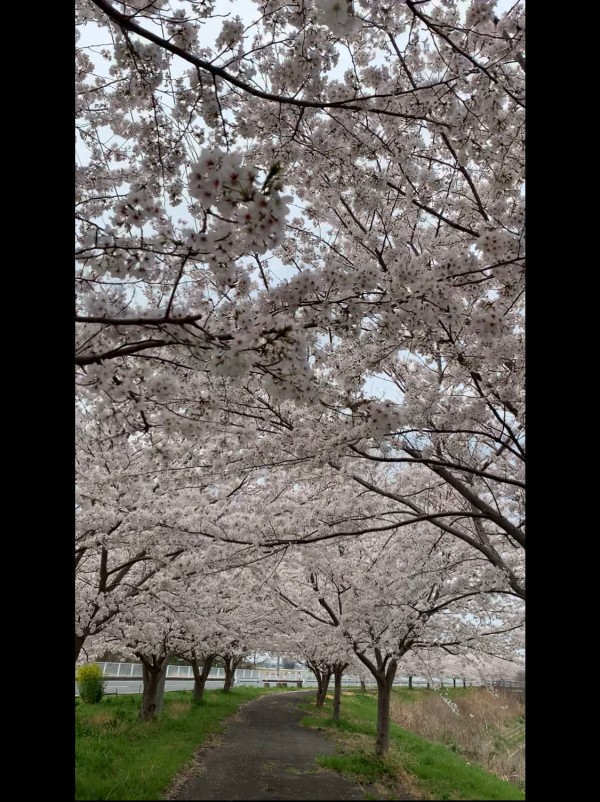 お花見散歩は足元チェックから。サムネイル