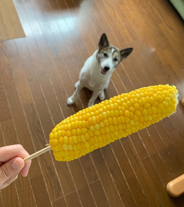 飼い主さんの食事中、ワンちゃんは？？？サムネイル