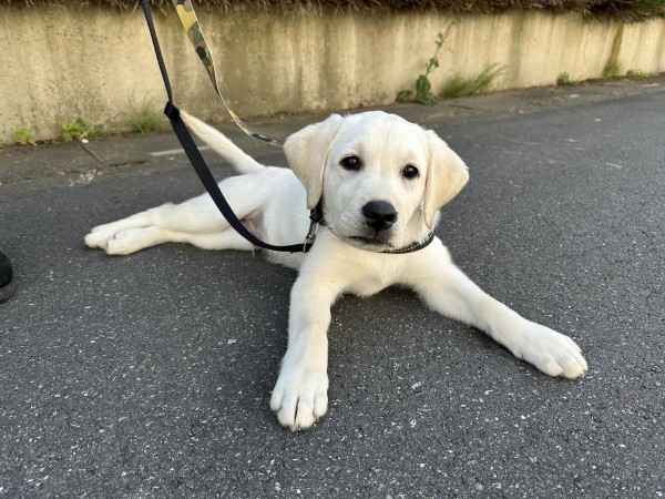 後輩犬 の 初レッスンサムネイル