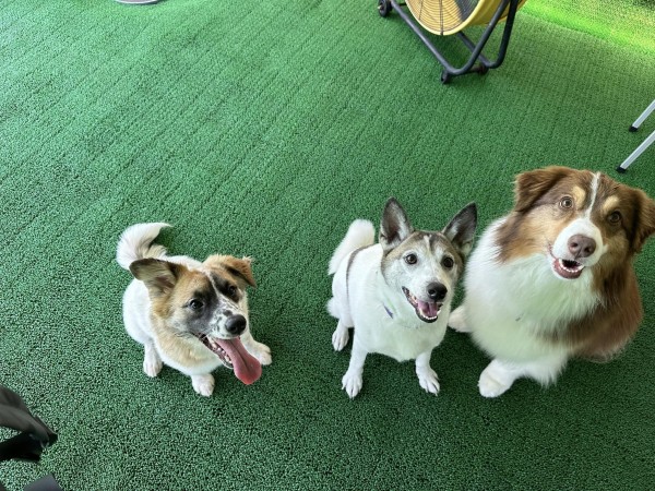 愛犬メインのお出かけサムネイル