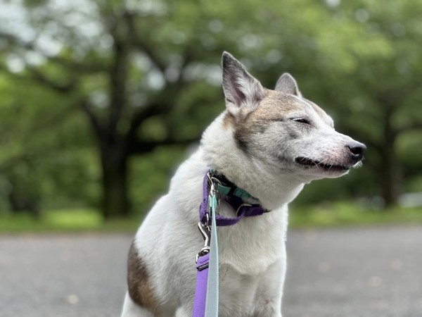 バテバテの犬サムネイル