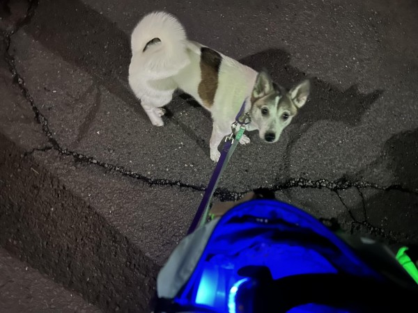 雨の止み間にお散歩へサムネイル