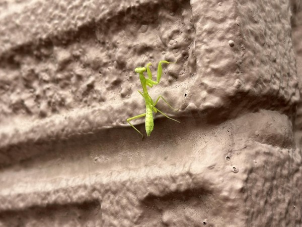 お散歩リベンジ！サムネイル