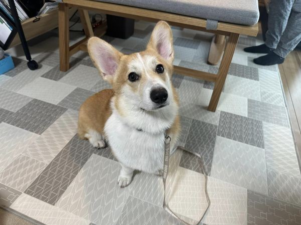 実技初日のワンちゃんたちサムネイル