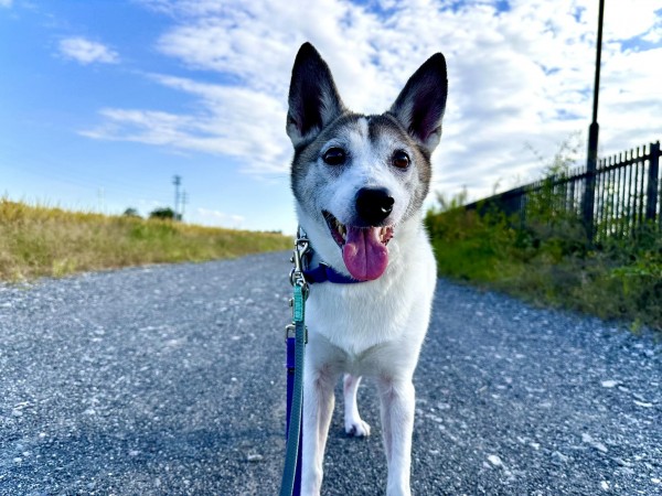 育犬ノイローゼになる前にサムネイル