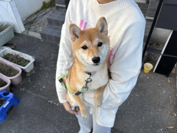 柴犬 初参加 決定！サムネイル