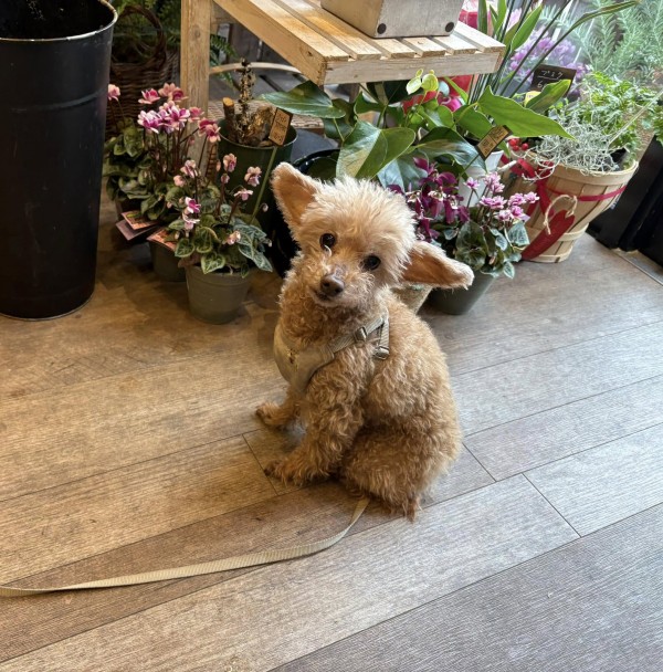 お花屋さんの看板犬サムネイル