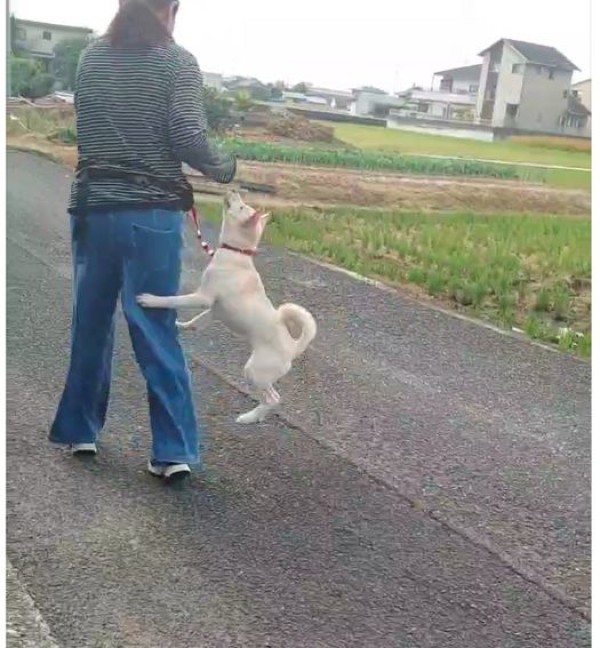 私がワンちゃんに直接触れなくても・・・サムネイル