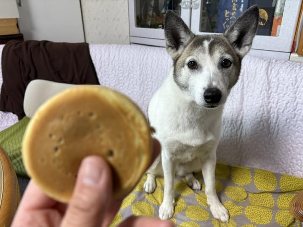 愛犬と一緒の楽しい散歩なら平気なのにね。サムネイル