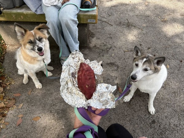 愛犬連れてお出かけサムネイル