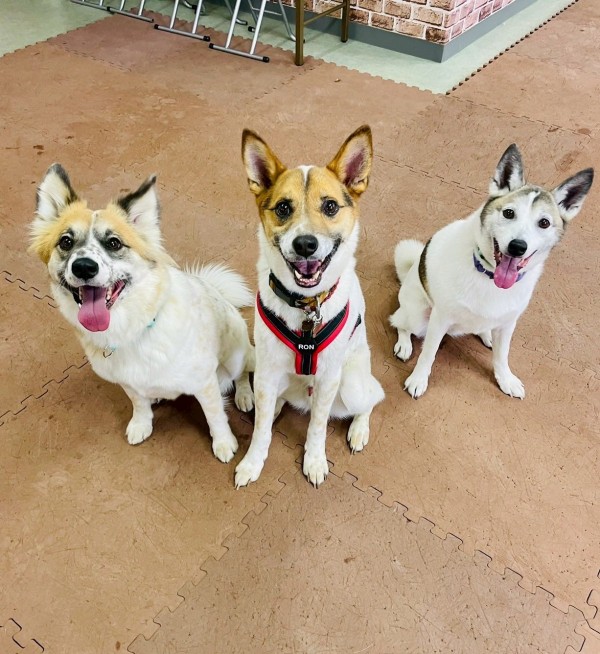 一愛犬家としての１日サムネイル