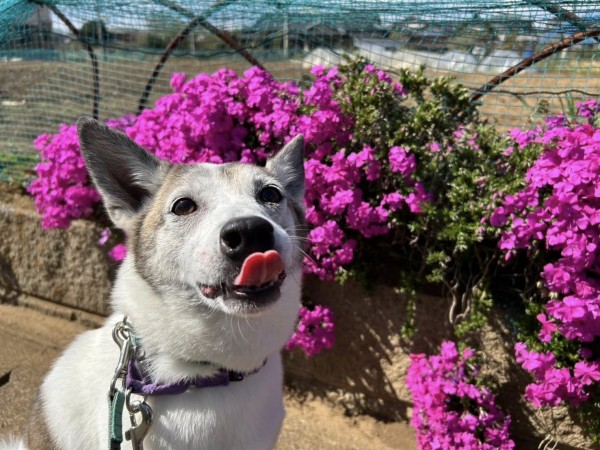 参加犬増えました。まだ受付中サムネイル