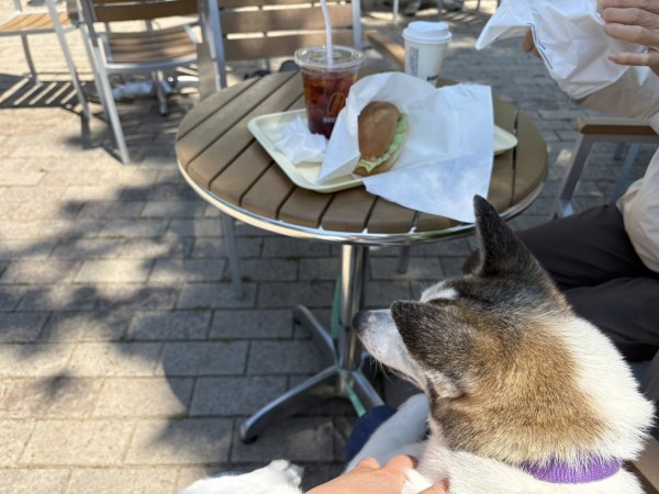 テラス席でランチ！サムネイル