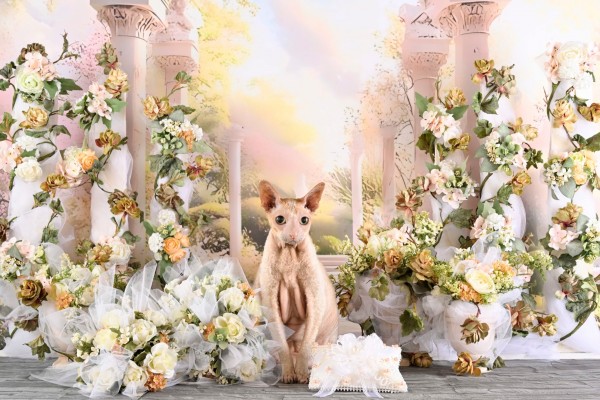 愛犬と一緒にプロに撮影してもらおう！サムネイル